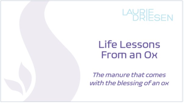 Life Lessons From an&nbsp;Ox